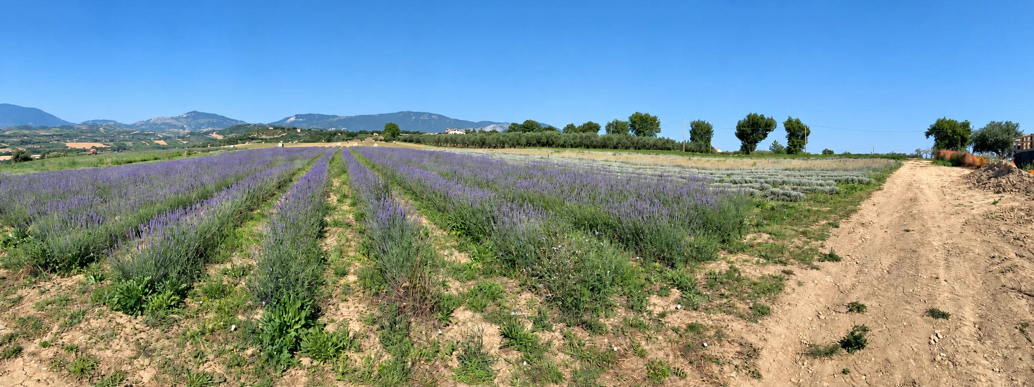 Il campo di lavanda Biofan